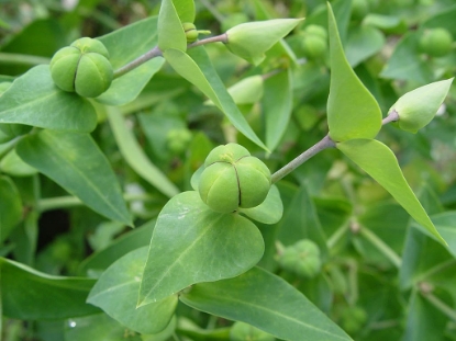 Picture of Euphorbia - Lathyrus (Mole Plant)